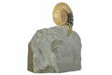 Translucent Ammonite (Asteroceras) Fossil - Dorset, England #240741-2